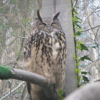 European Eagle Owl